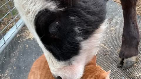 Cow Nuzzles Cat Best Friend