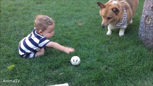 CUTEST CORGI BEST CORGI COMP