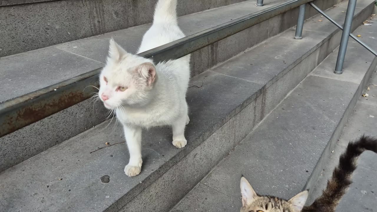 Hungry White Cat follows me meowing_ asking for food