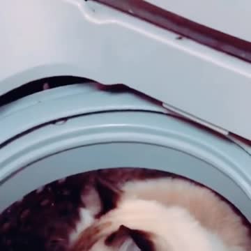 A group of beautiful cats you will not miss