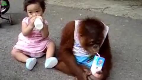 Babies and Animals funny video