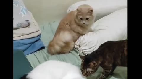 Funny Cats, the funniest cat videos to make you laugh