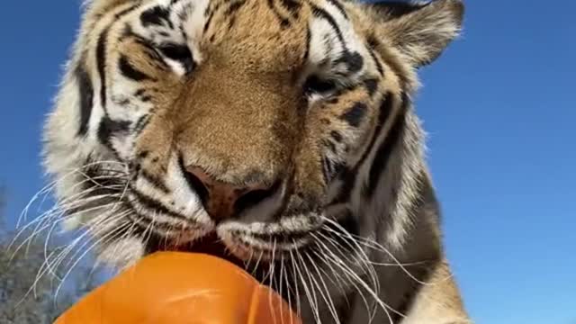 Get up close and personal with tigers playing with toys