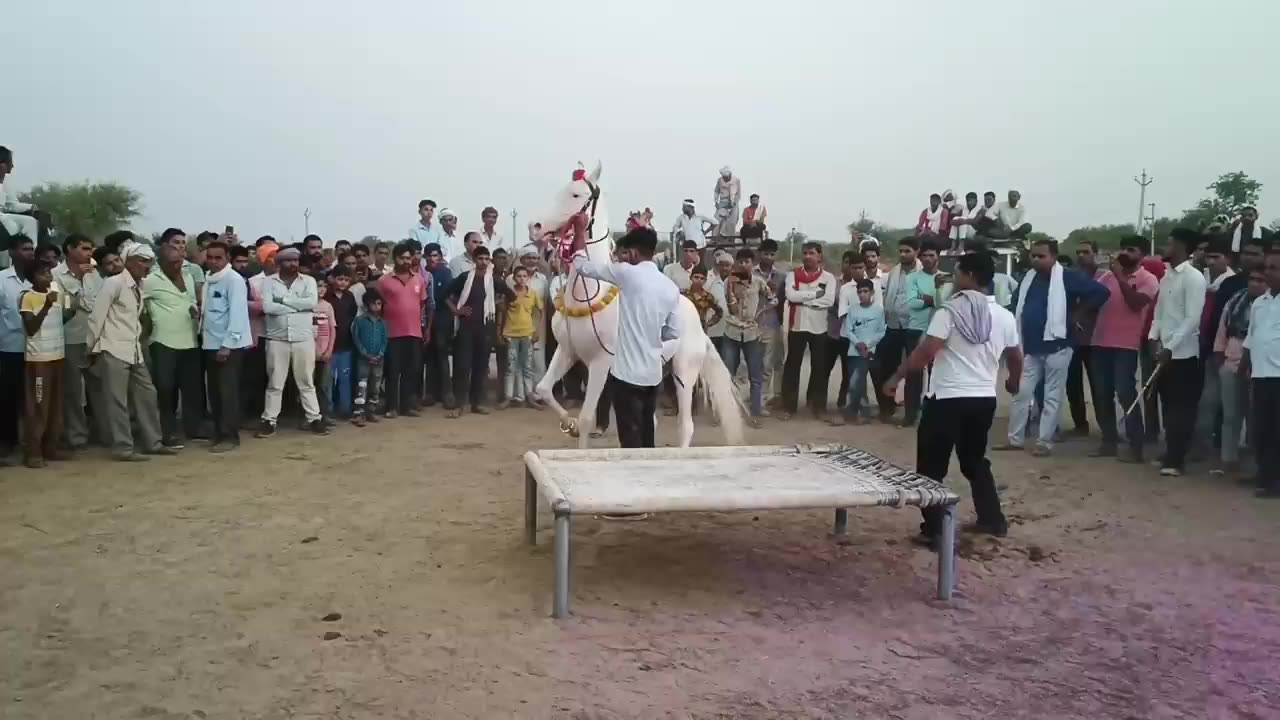 Horse Dancing on Rajasthani Song | Dancing Animals