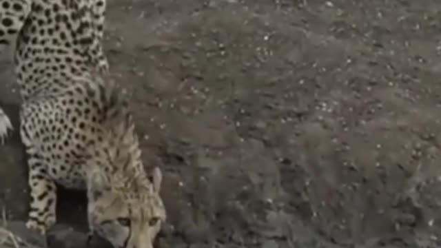 Crocodile and Cheetah fighting | animal fighting