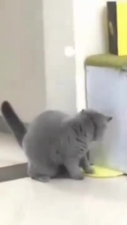 8.Funny Cats😍😻😻😻😸#shorts #funnycats #animalsshorts