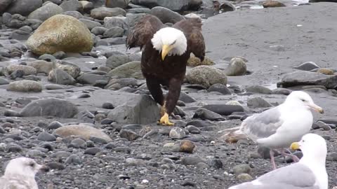 Bald eagle walking