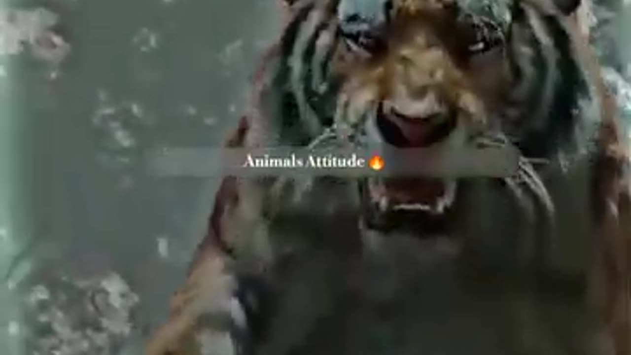 Tiger attitude status whatsapp attitude status