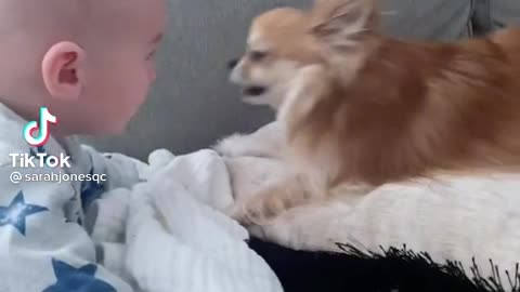 Baby having some fun with pet