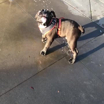 A dog playing with water coming out of the ground