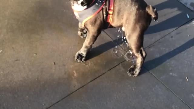 A dog playing with water coming out of the ground