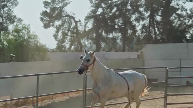 white-horse-running-around-the-ranch