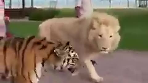 Lion and tiger 🐯 video