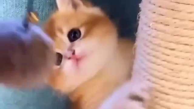 cute and pretty cat