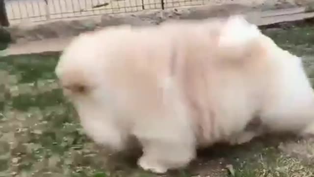 Fluffy Puppy Cutest Video Super Cute!