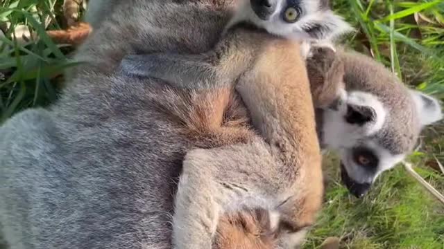 Ring-tailed lemur