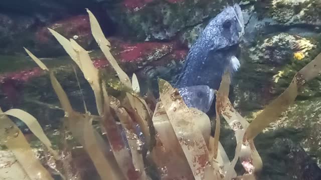 #oceanarium #aquarium #fish #bournemouth