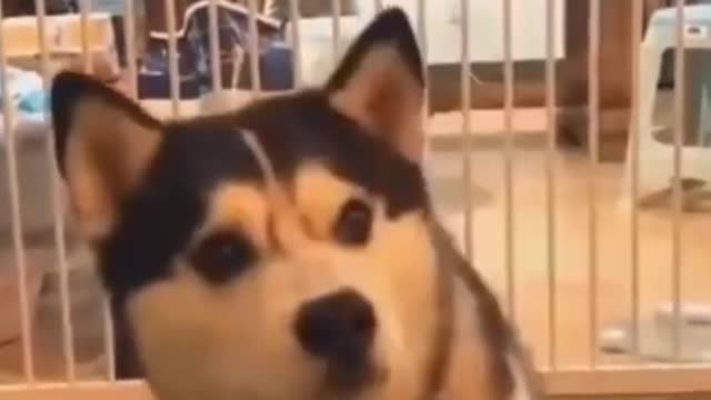 Cute Dog playing very funny moment