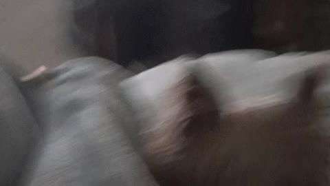 Buttons watching TV