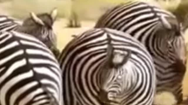 animais gordinhos em desenho animado 2