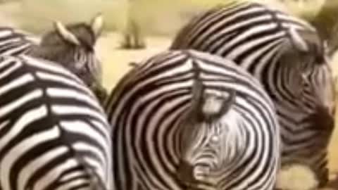 animais gordinhos em desenho animado 2