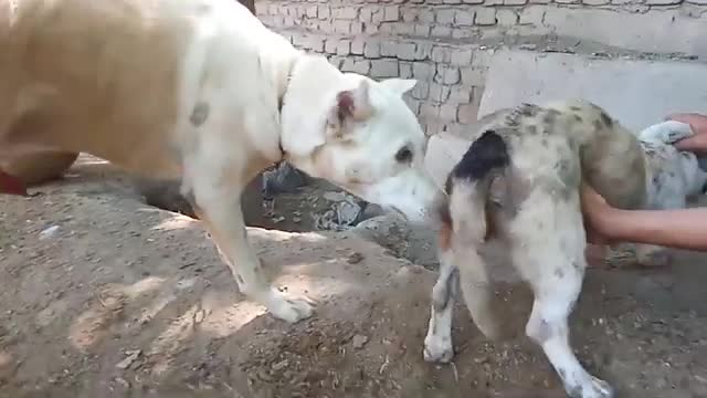 Dog's 🐕🐶 mating video 😂😂😂