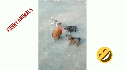 Chicken VS Dog Fight - Funny Dog Fight Videos