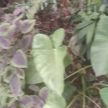 Wow, lots of plants at the back of the house.