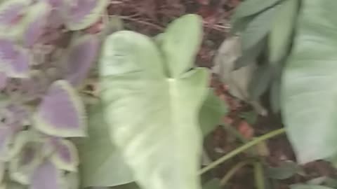 Wow, lots of plants at the back of the house.