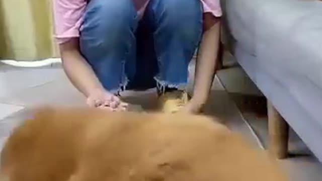 This is a dog offended by the owner
