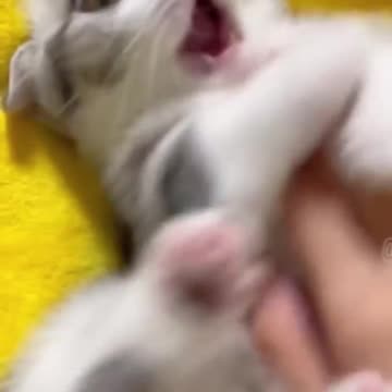 Funny Cats😀#shorts