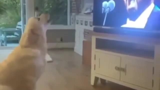 funny dog sang ...try not to laugh