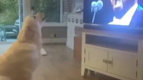 funny dog sang ...try not to laugh