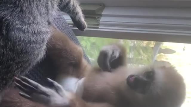 Relationship Cat vs Monkey