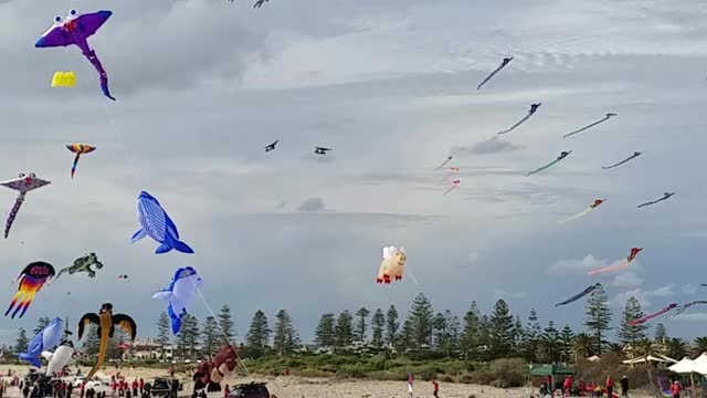 2019-04-21 Semaphore Kite Festival 02