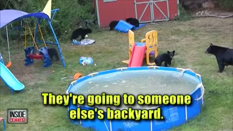 MOMMA BEAR AND HER CUBS CAUGHT HAVING POOL PARTY