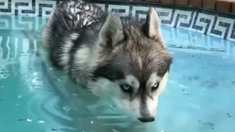 A dog that loves playing with water.