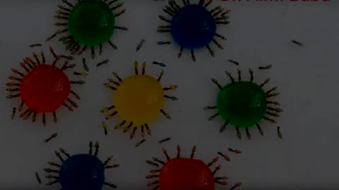 Ants Drinking A Liquid Candy