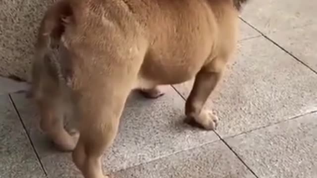 🤣Funny dog video🤣/#shorts by mu