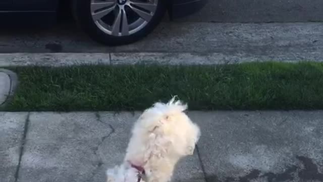 White dog only pees while doing handstand