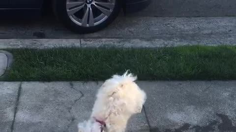 White dog only pees while doing handstand