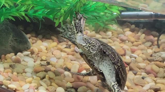 Doug's turtle 1