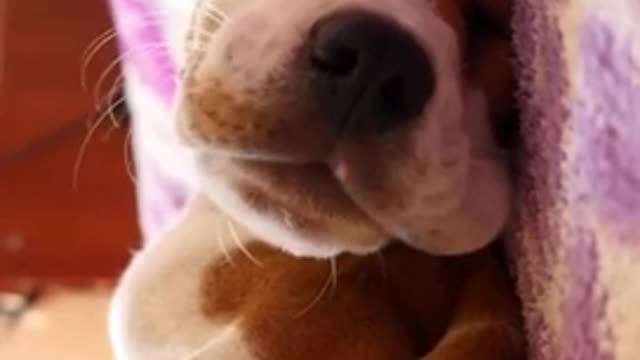 Cute dog cute #dog short video- cute puppy shorts- #short #shortvideo #firstshortvideo #cutedog