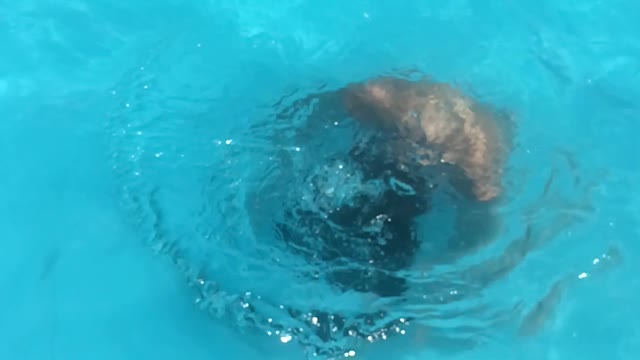 Hair flip in pool