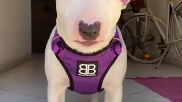 🤣 Cute & Funny Dogs | #shorts Video 2021 🐶 Try Not To Laugh or Smile! 🤣