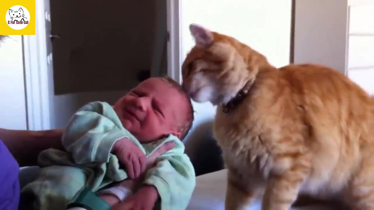 Cat tries to revive his house owner baby