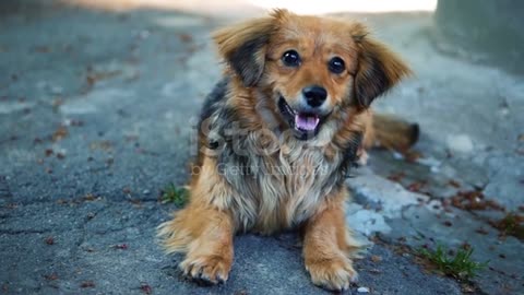 Portrait Of A Mixed Spaniel Dogview