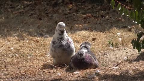 Lovely birds pigeon makeing love intercourse