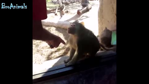 FUN WITH MONKEYS, FUN WITH ANIMALS |