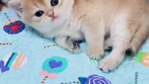 Cute Cat Meow - Cute Pets 2.0